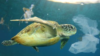 Why Should We Use Reusable Bags?